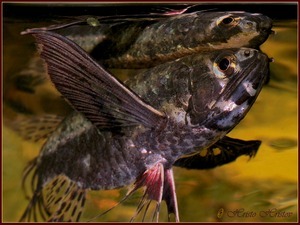 Пантодон Бухгольца (Рыба-бабочка)